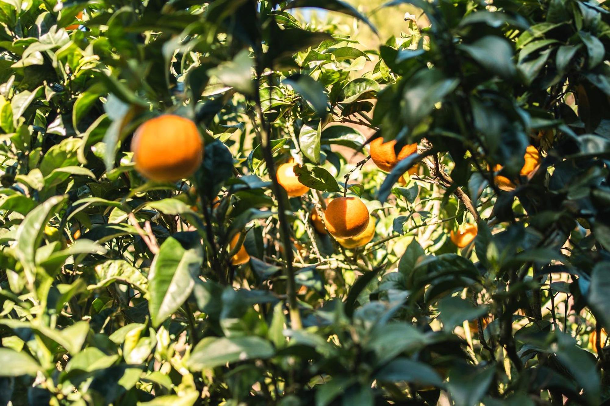 Quinta Raposeiros Leilighet Santo Isidoro Eksteriør bilde